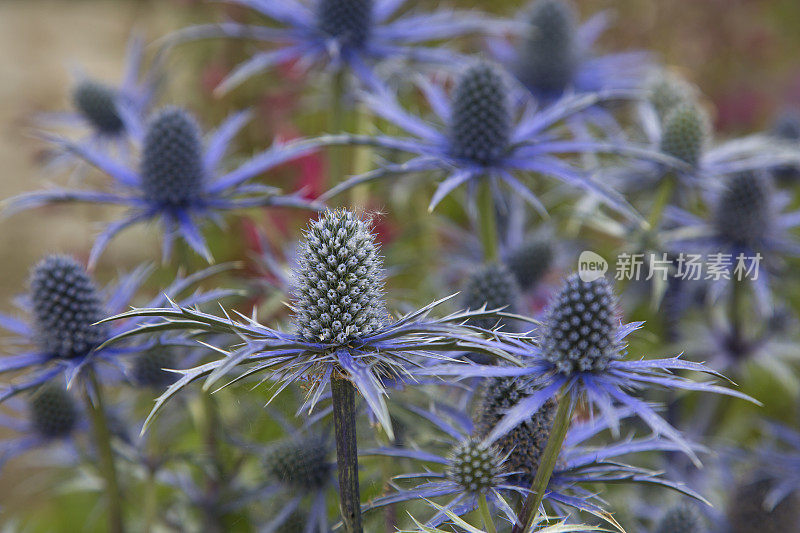 花园里的海冬青(Eryngium alpinum)